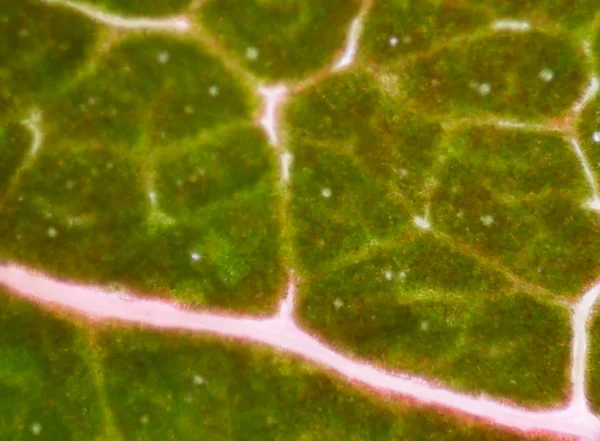 Plant cells under microscope — Stock Image Plant cells under microscope Stock Image