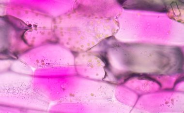 Pembe bitki hücreleri mikroskop altında.