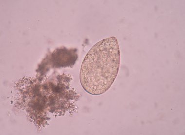 Taze Maya hücreleri filizlenen dallanma