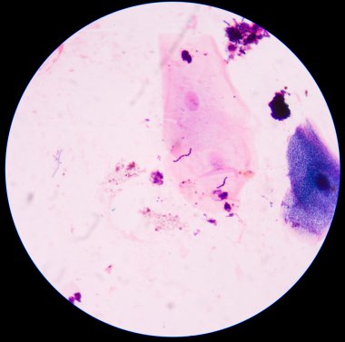 Bakteriler mavi hücreler