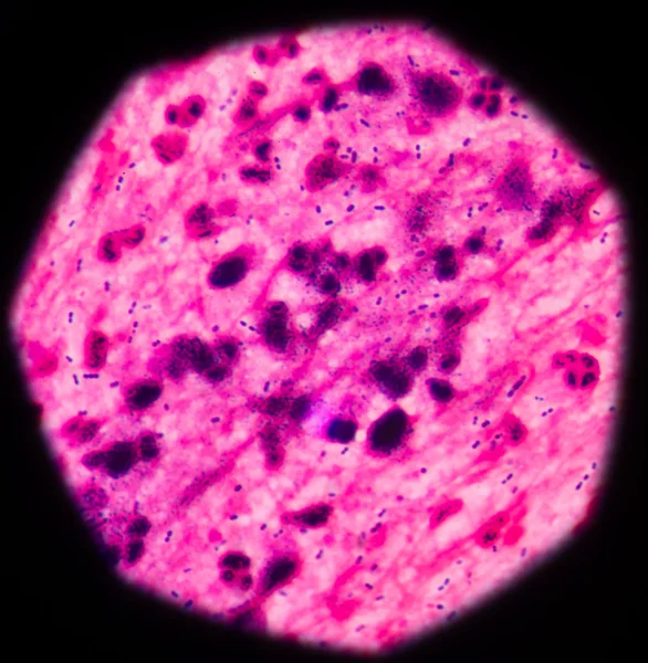Бактерии в микроэлементах — стоковое фото