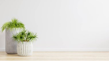 Zeminde bitkiler olan beyaz duvarlı boş bir oda.