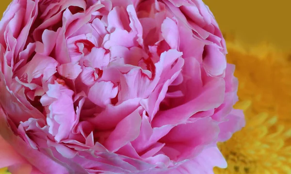 Ένα Όμορφο Τριαντάφυλλο Ροζ Παιώνιος Λουλούδι Μακροεντολή Από Κοντά — Φωτογραφία Αρχείου