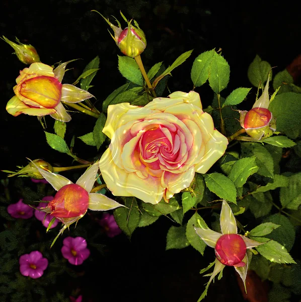 Eine Schöne Rote Und Gelbe Rose Und Rosenknospen Abstrakt Mit — Stockfoto