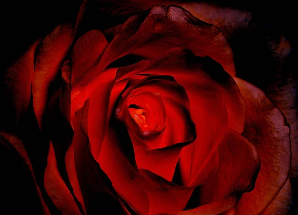 Uma Bela Rosa Vermelha Macro Close Com Centro Brilhante Para — Fotografia de Stock
