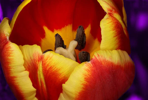 Κοντινό Πλάνο Ενός Όμορφου Κόκκινου Και Κίτρινου Λουλουδιού Τουλίπας Stamen — Φωτογραφία Αρχείου