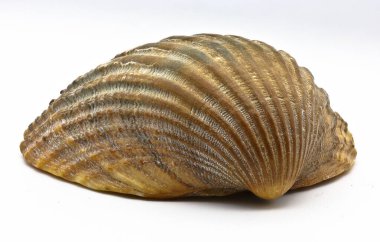 Beyaz arka planda izole edilmiş bir deniz kabuğuna yakın plan.