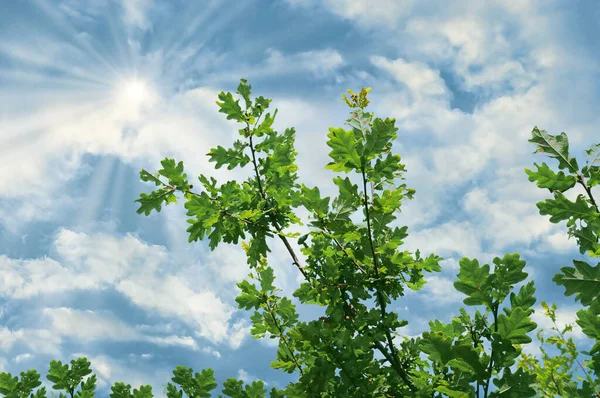 Branches Oak Tree Lush Green Leaves Blue Sky Clouds Sun Stockfoto
