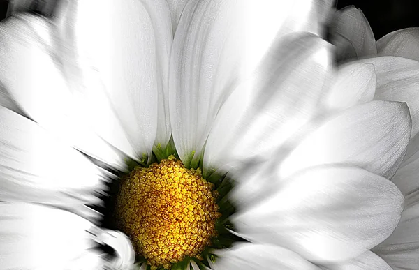 Egy Fehér Virág Elvont Mozgás Elmosódott Közelkép — Stock Fotó