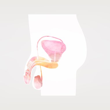 Erkek üreme sisteminde, vektör çizim, poster, banne