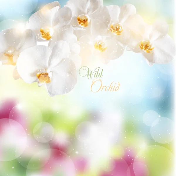 Fondo de verano abstracto con flores de orquídeas blancas . — Vector de stock