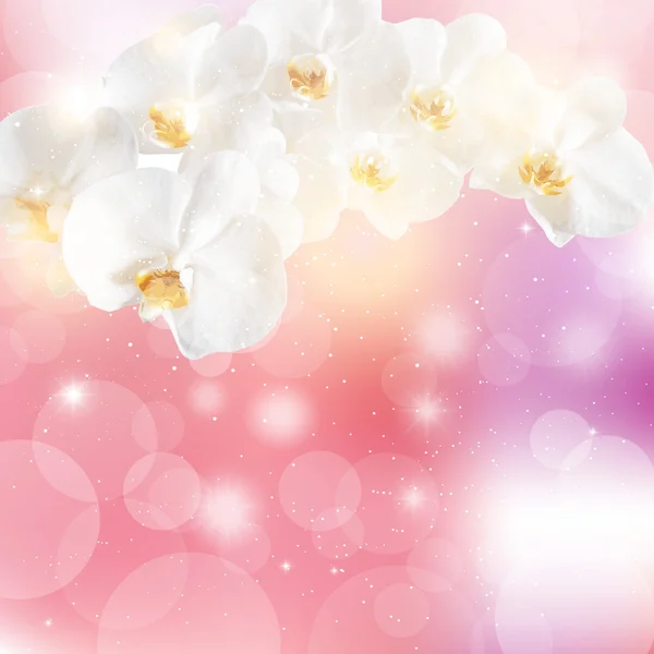 Ilustracja wektorowa gałązek białe storczyki na różowy backgro — Wektor stockowy