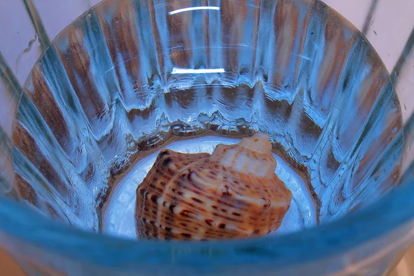 Sea Shell in glass of water — Stock Photo, Image