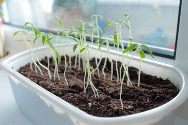 Büyüme, fide, bitki.