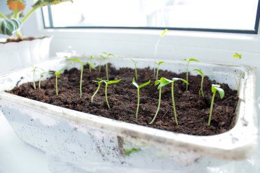 Büyüme, fide, bitki.