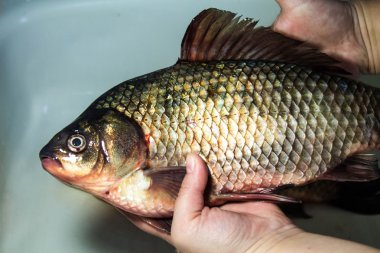Gutting, taze balık sazan yakaladım