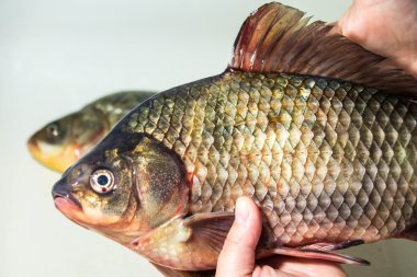 Gutting, taze balık sazan yakaladım