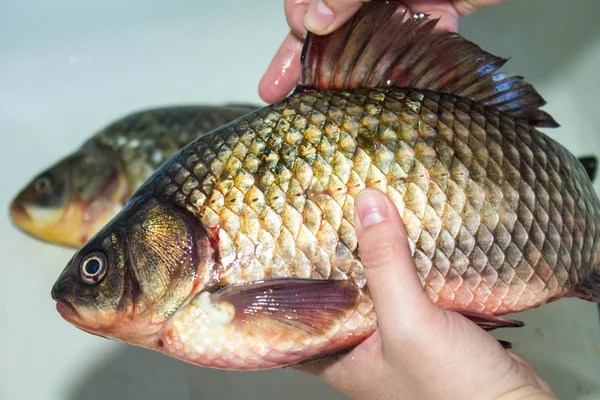 Gutting of freshly caught fish carp