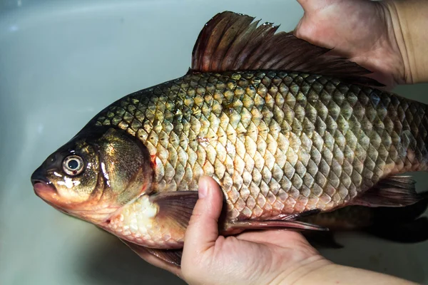 Gutting of freshly caught fish carp — Stock Image Gutting of freshly caught fish carp Royalty Free Stock Images