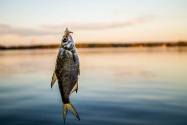 küçük balık çipura hoo üzerinde