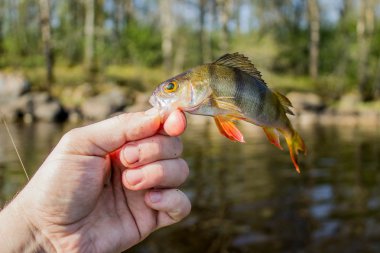 Balık levrek kıyısında elinde