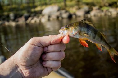 Balık levrek kıyısında elinde