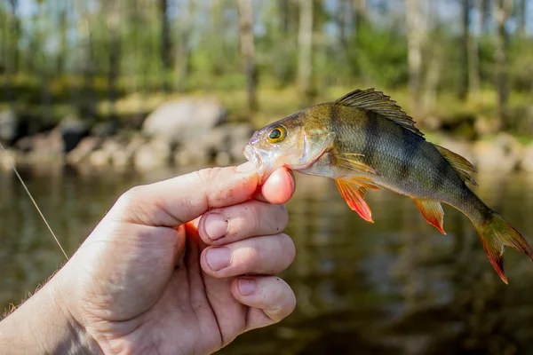 Pesce persico in mano sulla riva — Foto Stock