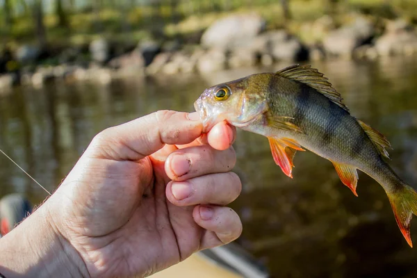 Pesce persico in mano sulla riva — Foto Stock