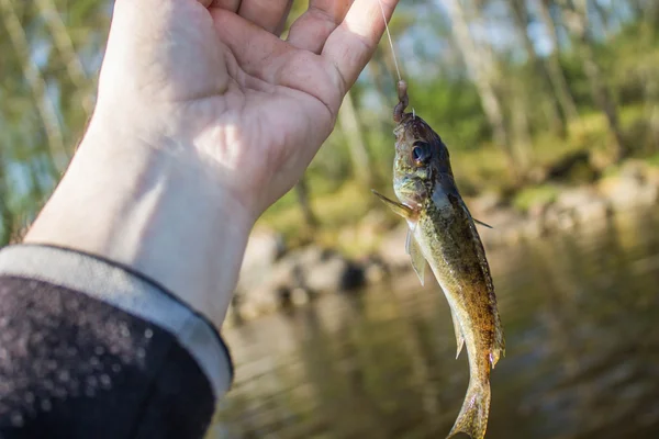 Kleine vis ruff in de hand op de wal — Stockfoto