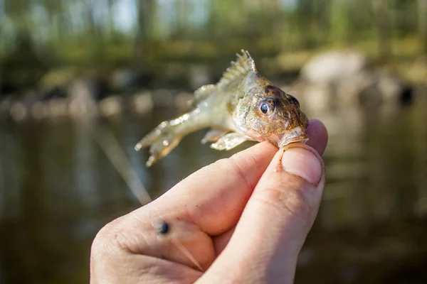 Malé ryby límec v ruce na břeh — Stock fotografie