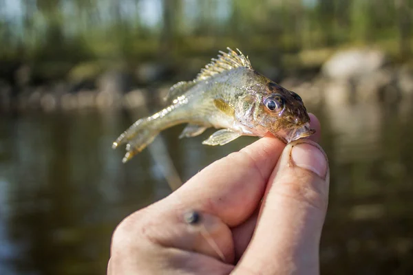 Malé ryby límec v ruce na břeh — Stock fotografie