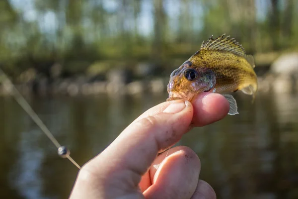 Piccolo pesce ruff in mano sulla riva — Foto Stock