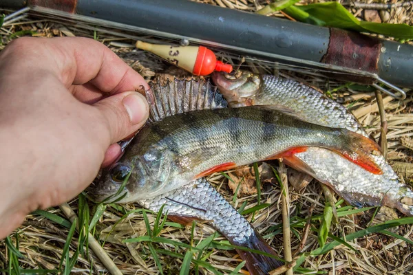 Рыбный окунь в руке рыбака — стоковое фото