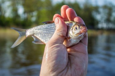Balık çipura fener elinde