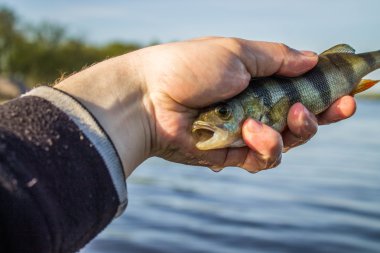 Fener el balık levrek 