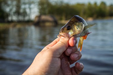 Fener el balık levrek 