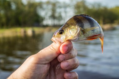 Fener el balık levrek 