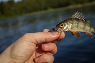 Fener el balık levrek 