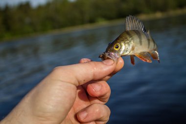 Fener el balık levrek 