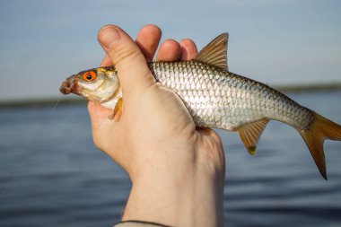 Balık roach fener elinde