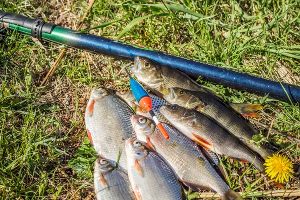 Fishes with fishing tackle on the ground — Stock Photo, Image