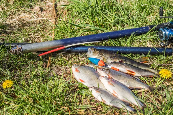 Peixes com equipamento de pesca no solo — Fotografia de Stock