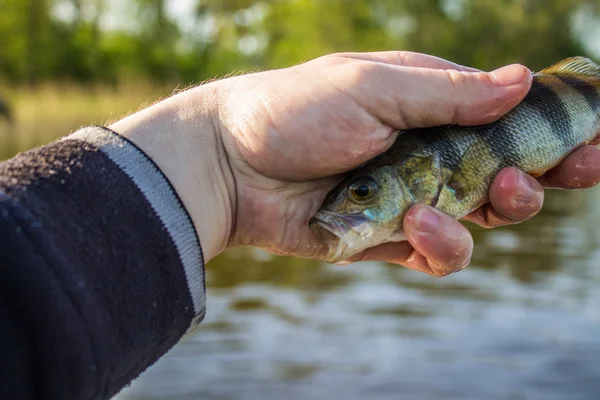 Fener el balık levrek 