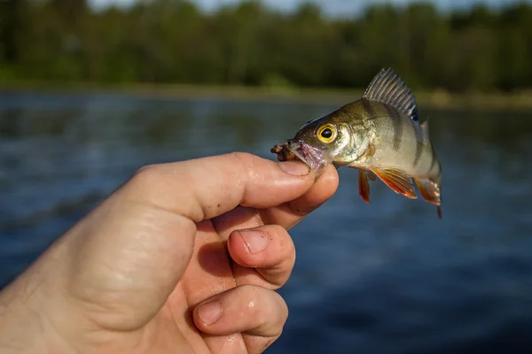 Percha de pescado en la mano del pescador —  Fotos de Stock