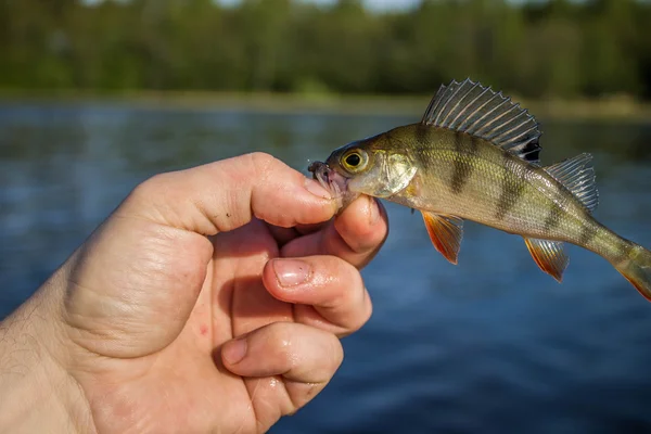 Pesce persico nella mano del pescatore — Foto Stock