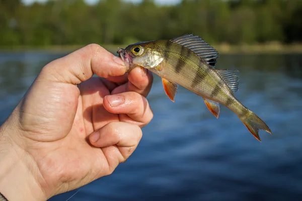 Pesce persico nella mano del pescatore — Foto Stock