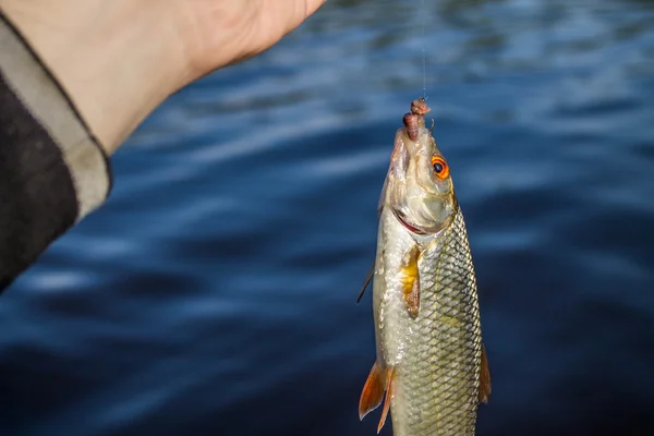 Scarafaggio di pesce nelle mani del pescatore — Foto Stock