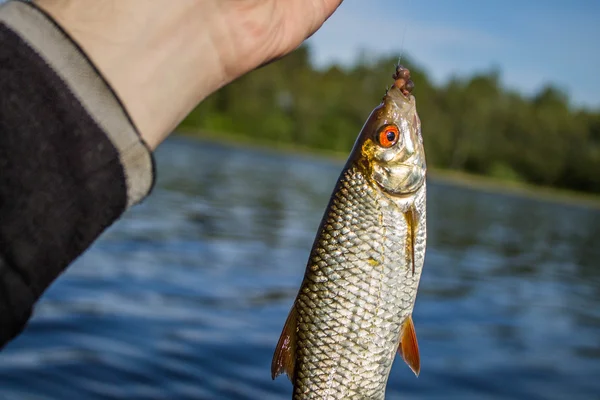 Scarafaggio di pesce nelle mani del pescatore — Foto Stock