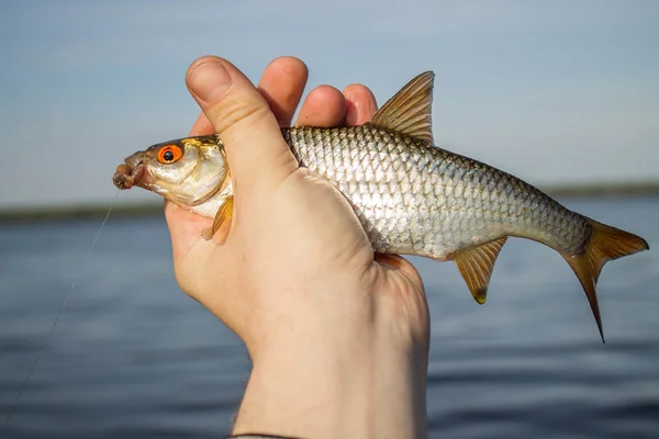 Barata de peixe na mão do pescador — Fotografia de Stock