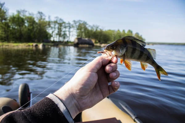 Ryba okoun v ruce rybář — Stock fotografie